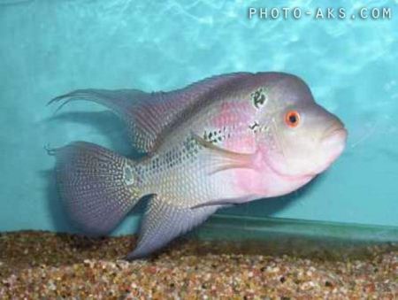 ماهی فلاور کله گاوی flower fish