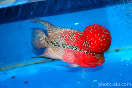 ماهی کله گاوی آکواریوم red flower horn fish