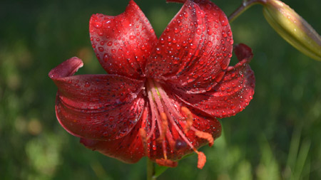 گل لیلیوم قرمز flower lily drops