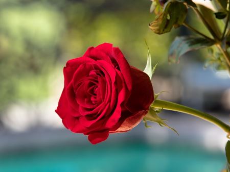 عکس پروفایل گل رز قرمز red rose profile