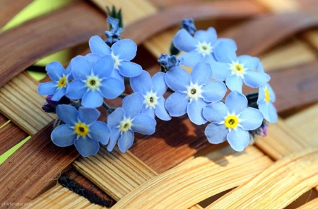 گل های آبی ریز و کوچولو blue flowers
