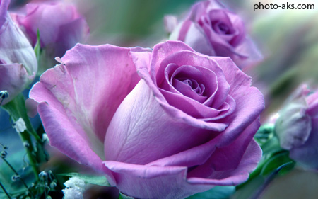 زیباترین عکس از گلهای رز ارغوانی hot pink flower rose