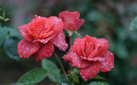 عکس گل رز قرمز طبیعی زیبا flowers nature rose