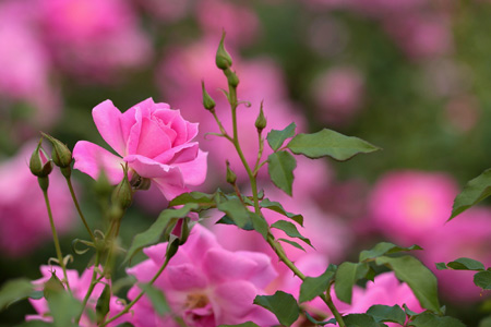 عکس شاخه گلهای رز صورتی rose flowers pink