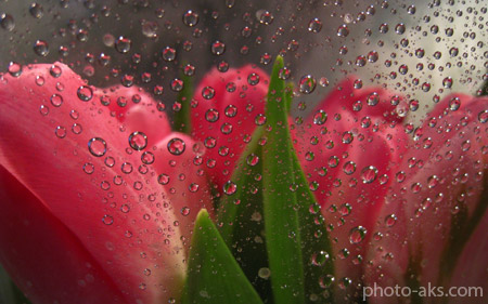 گل لاله پشت شیشه بارانی tulips flower behiind glass