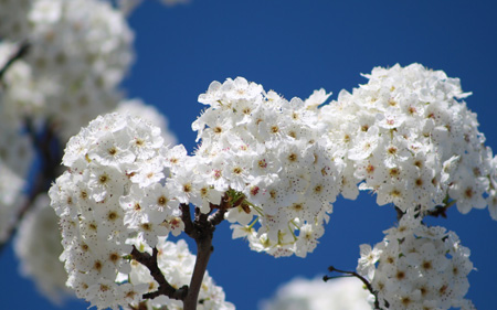 شکوفه گل سفید بهاری flowers bloom tree branch