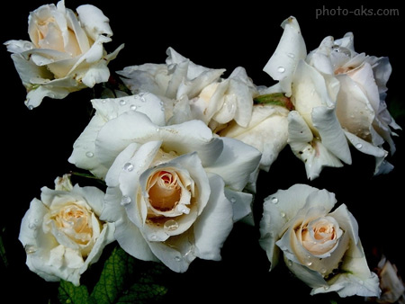 عکس گلهای رز سفید زیبا white rose flower