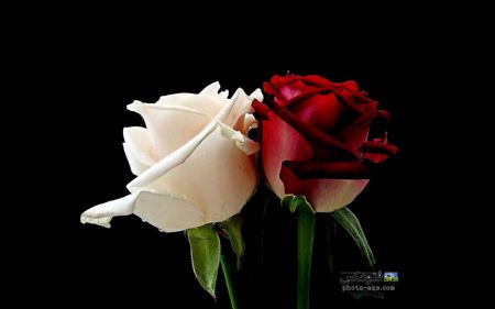 عکس گل رز سفید و قرمز red and white rose