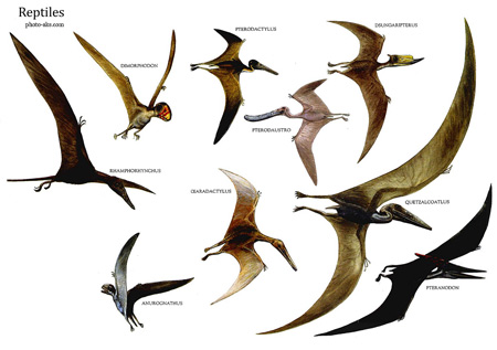 عکس و نام دایناسورهای پرنده flying dinosaurs names