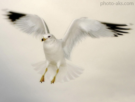 مرغ دریایی seagull flying