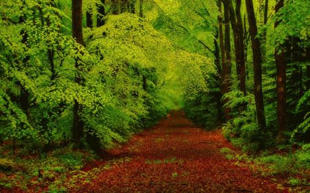 منظره جاده جنگلی زیبا forest trees pathway