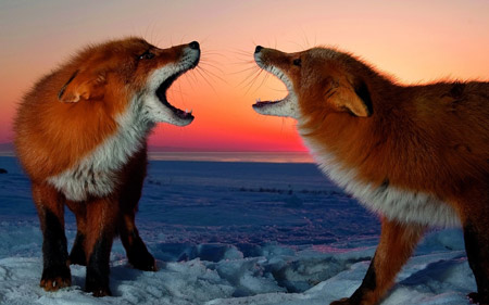عکس نبرد دو روباه در زمستان fox conflict winter sunset