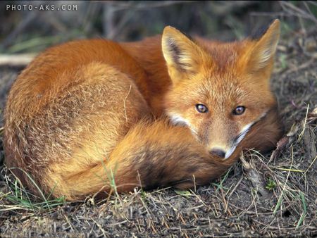 روباه fox