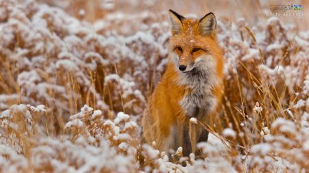 عکس روباه قرمز در برف زمستان red fox in winter