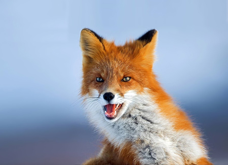 عکسهای جالب از روباه fox muzzle eyes animal