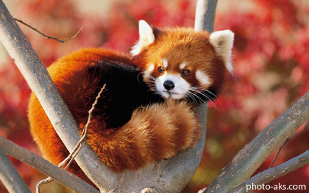 پاندا سرخ ژاپنی red panda japan