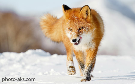 عکس روباه در زمستان fox snow winter