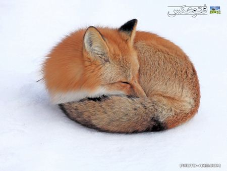 زیباترین عکس روباه fox wallpaper