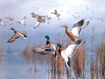 نقاشی پرواز اردک ها از برکه flying ducks from pond