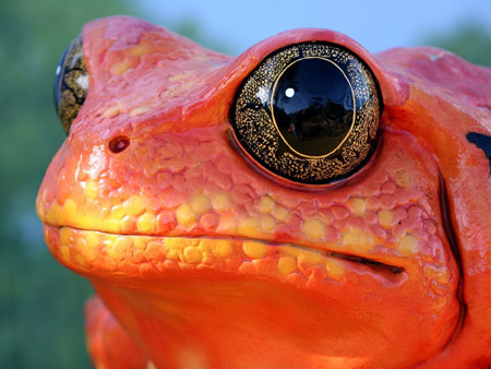 عکس قورباغه سمی نارنجی frog face wallpaper