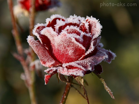 عکس گل رز سرخ یخ زده frozen rose flower