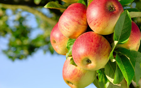 سیب روی شاخه درخت fruit apple trees wallpaper