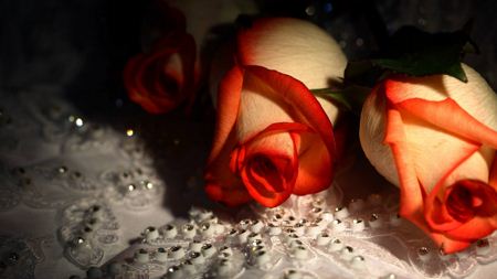 زیباترین عکس شاخه گل های رز beautiful rose wallpaper