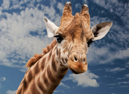 عکس بامزه از سر زرافه funny giraffe head