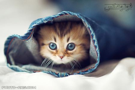 بچه گربه چشم آبی funny  cat