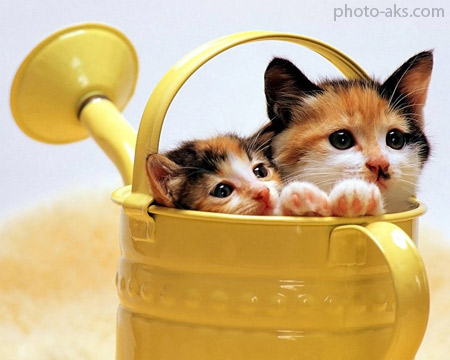 گربه های بامزه داخل آب پاش funny cats in watering cans