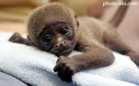 عکس بامزه ترین حیوانات funny cute monkey baby