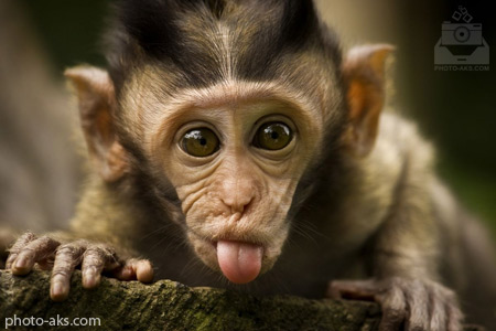 زبان درازی بچه میمون funny monkey