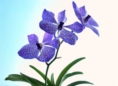 عکس شاخه گل ارکیده آبی blue orchid flowers