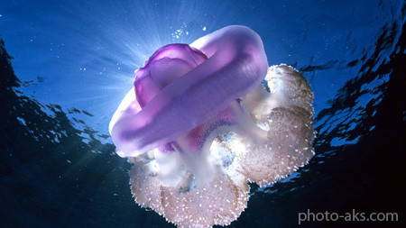 عروس دریایی غول پیکر بنفش giant jellyfish underwater