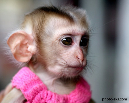 بچه میمون دختر با لباس صورتی girl monkey