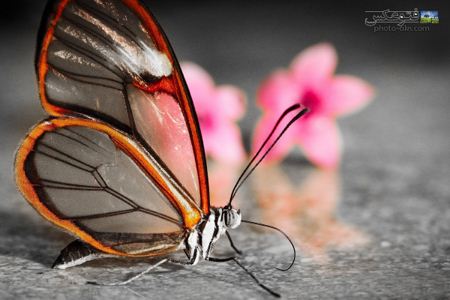 عکس پروانه شیشه ای زیبا glassly waterfly