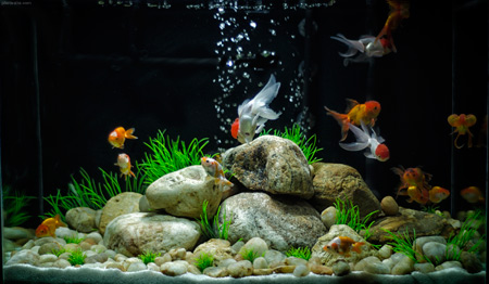 والپیپر آکواریوم ماهی های قرمز golden fish aquarium