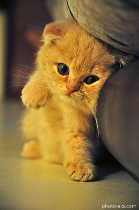 عکس بچه گربه طلایی ناز golden cat picture