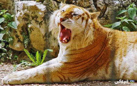 عکس ببر طلایی golden tiger