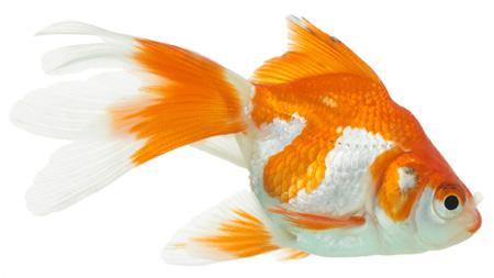 عکس ماهی قرمز دو رنگ golden white fish