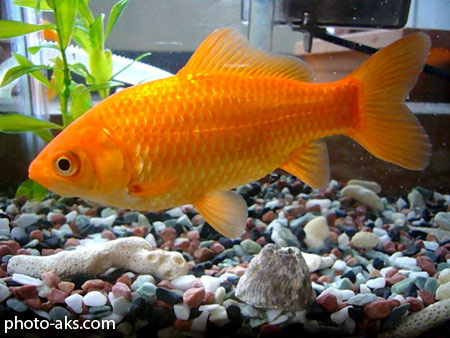 ماهی قرمز در آکواریوم goldenfish in aquarium