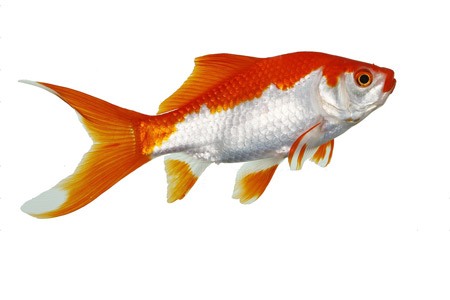 عکس ماهی قرمز دورنگ golden fish close up