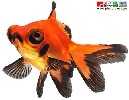 ماهی قرمز goldenfish Telescope