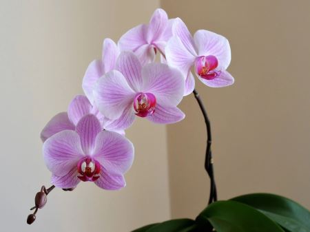 عکس گل ارکیده خانگی gole orkide khaneghi