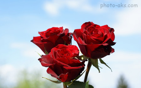 زیباترین گل های رز هلندی gole roz holandi