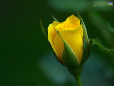 عکس غنچه گل رز زرد rozebud