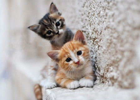 والپیپر زیبای دو بچه گربه ناز aks gorbe naz