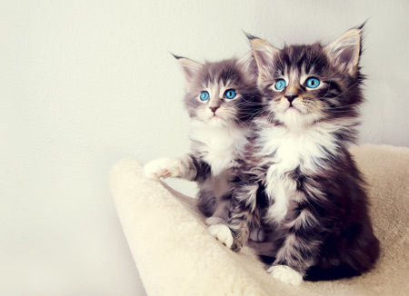 عکس بچه گربه های خوشگل و ملوس cute kittens wallpaper