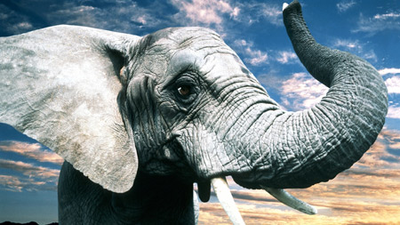 عکس خرطوم و گوش فیل بزرگ gray big elephant
