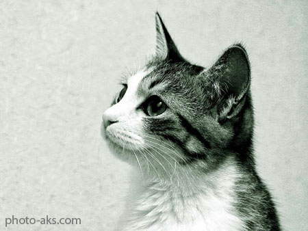 عکس گربه های ایرانی gray cat wallpaper
